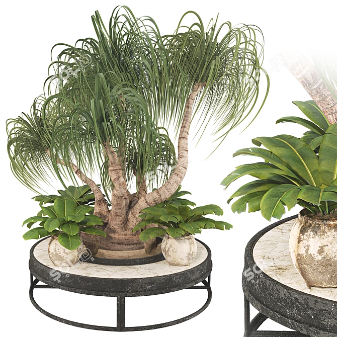 Boho Ponytail Palm Tree Set 3D model image 1