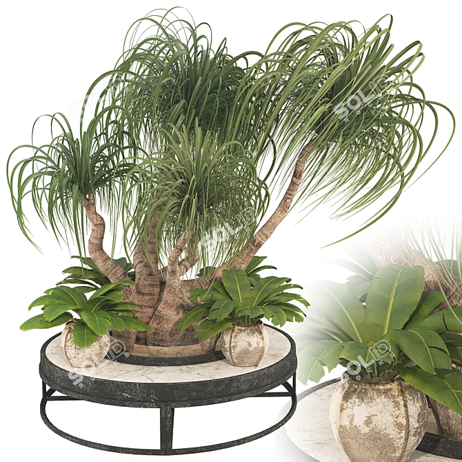 Boho Ponytail Palm Tree Set 3D model image 2