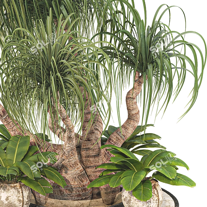 Boho Ponytail Palm Tree Set 3D model image 4