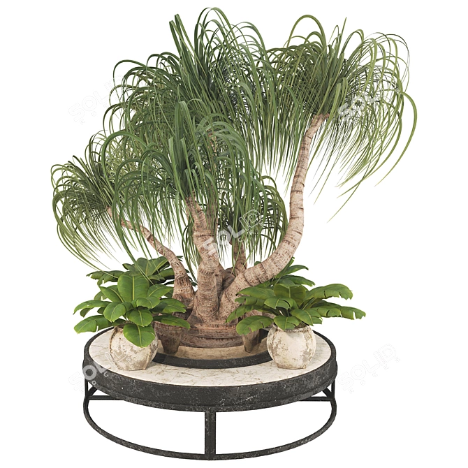 Boho Ponytail Palm Tree Set 3D model image 8