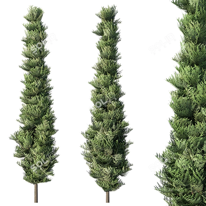 Evergreen Chamaecyparis Tree Polys_Verta 3D model image 1