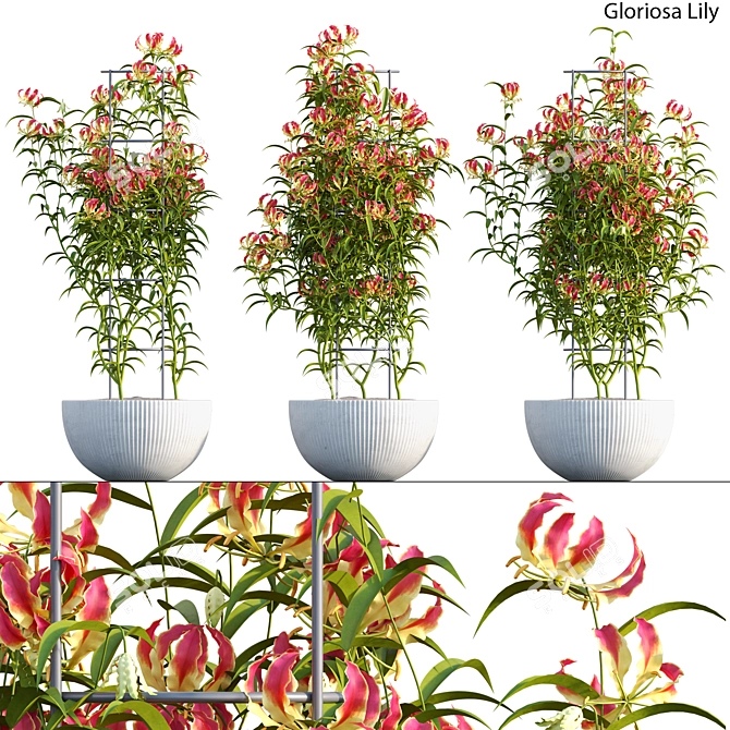 Complete 3D Gloriosa Lily Model 3D model image 1