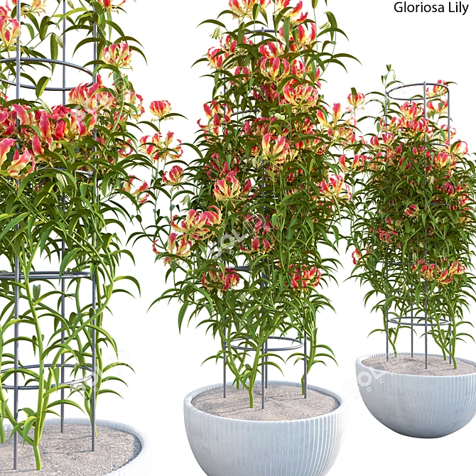 Complete 3D Gloriosa Lily Model 3D model image 2