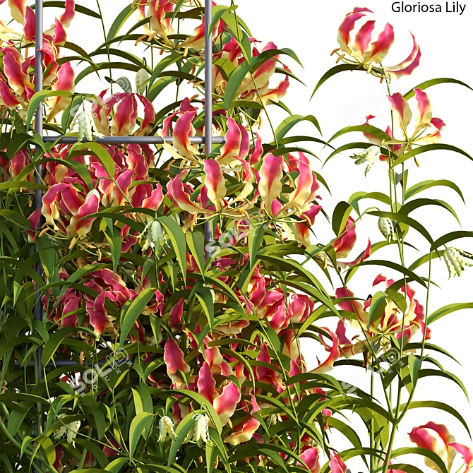 Complete 3D Gloriosa Lily Model 3D model image 3