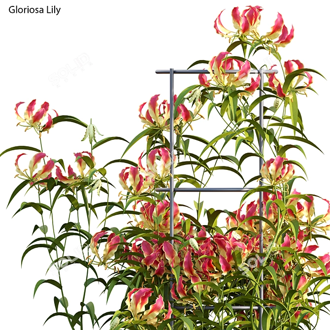 Complete 3D Gloriosa Lily Model 3D model image 4