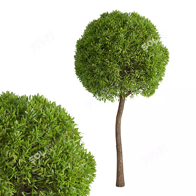 Elegant Tree No.18 Statue 3D model image 3