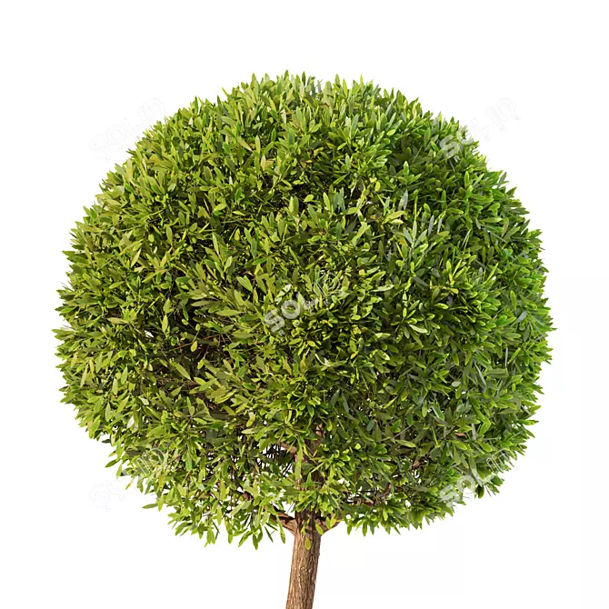 Elegant Tree No.18 Statue 3D model image 4