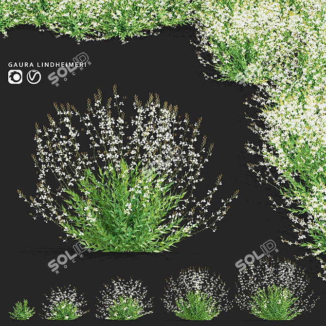 Gaura Lindheimeri Flower 3D Models 3D model image 1