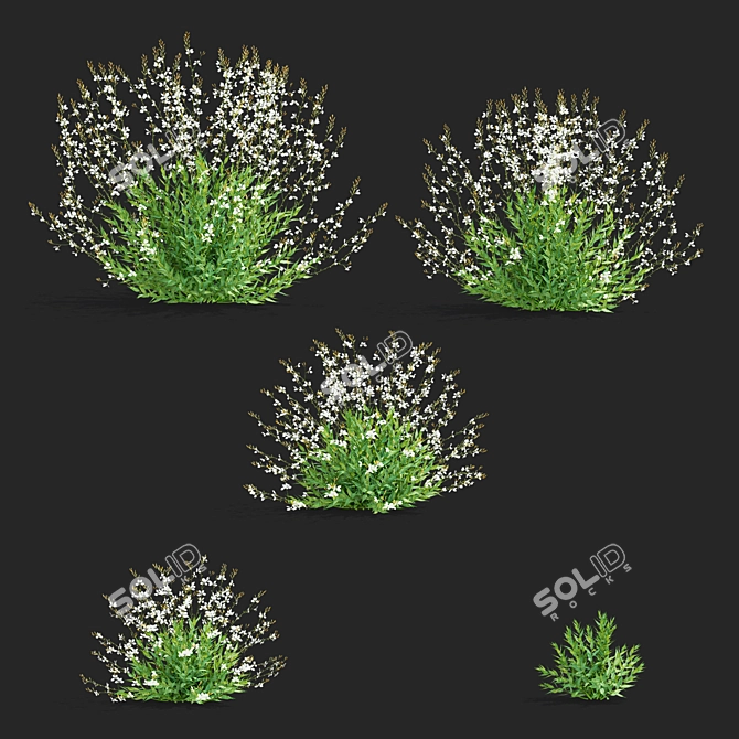 Gaura Lindheimeri Flower 3D Models 3D model image 2