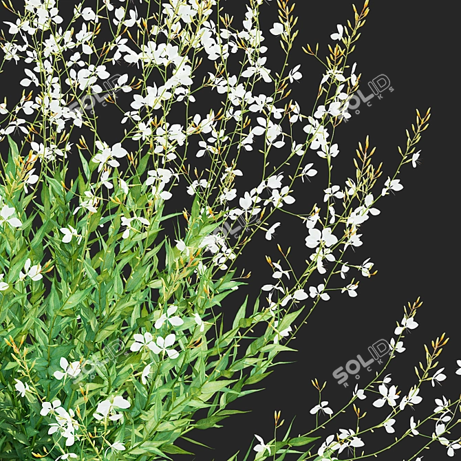 Gaura Lindheimeri Flower 3D Models 3D model image 4