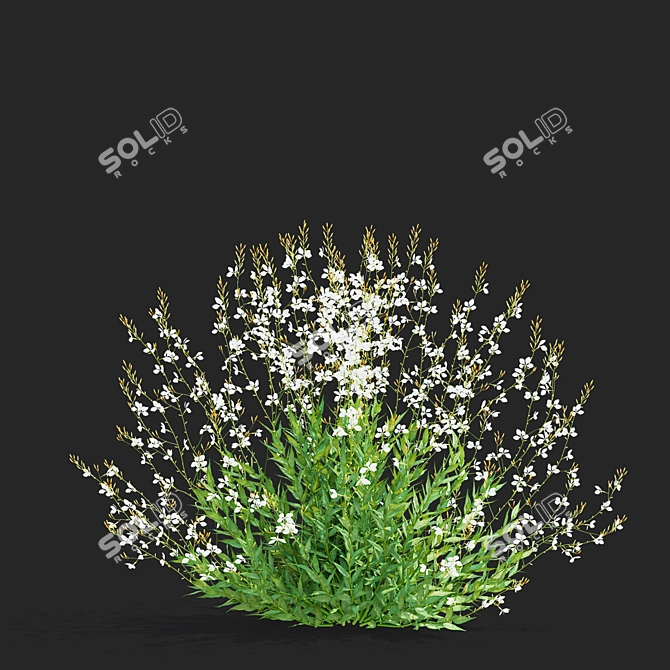 Gaura Lindheimeri Flower 3D Models 3D model image 6