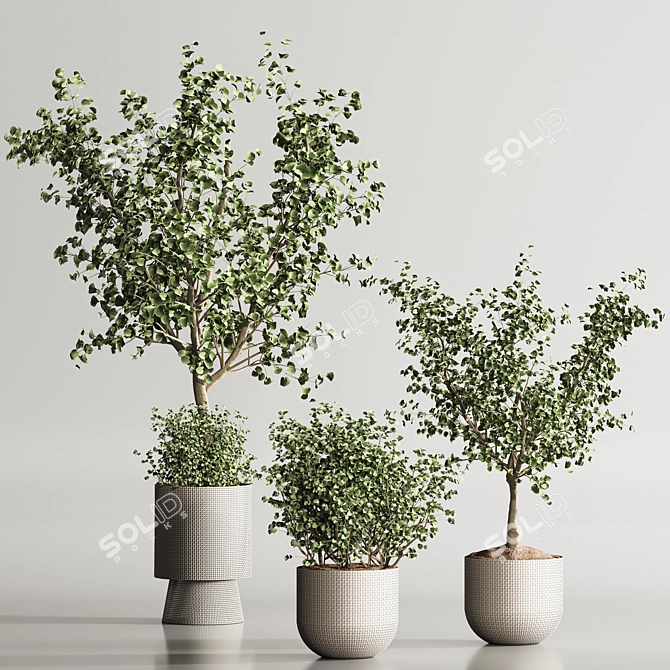 Modern Indoor Plant Set Design 3D model image 2