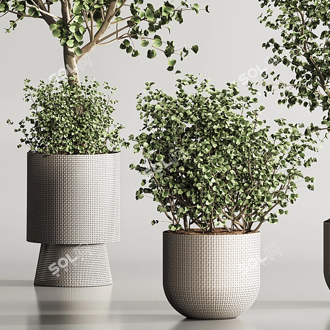 Modern Indoor Plant Set Design 3D model image 5