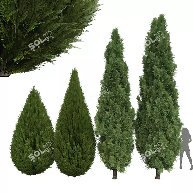 3D Mediterranean Cypress Tree Models 3D model image 1