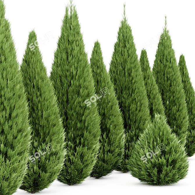 3D Mediterranean Cypress Tree Models 3D model image 2