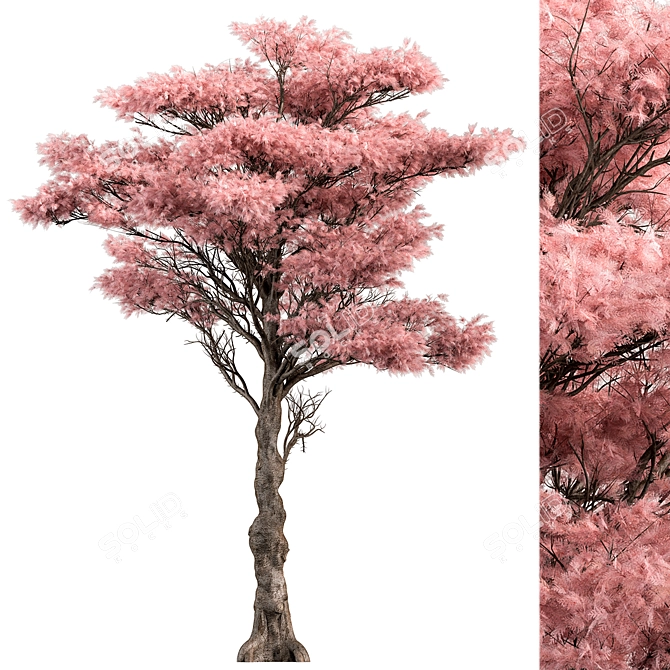 Pink Cedar Tree Set 150 3D model image 1