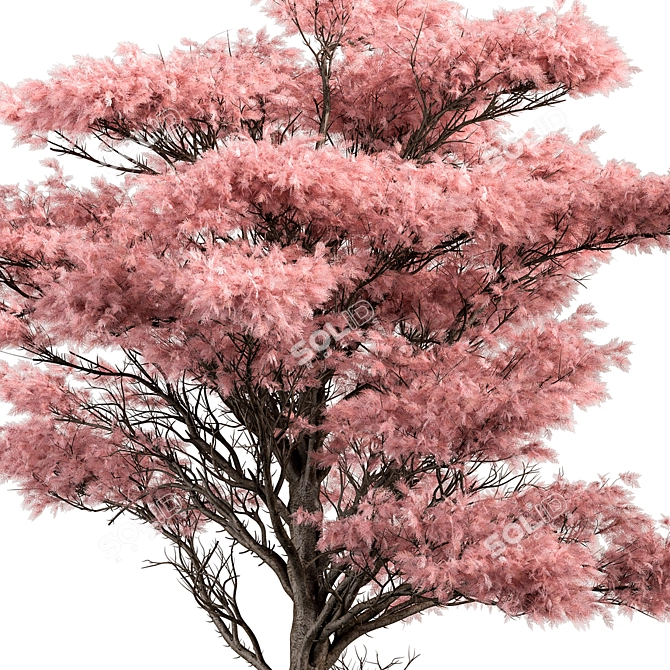 Pink Cedar Tree Set 150 3D model image 2