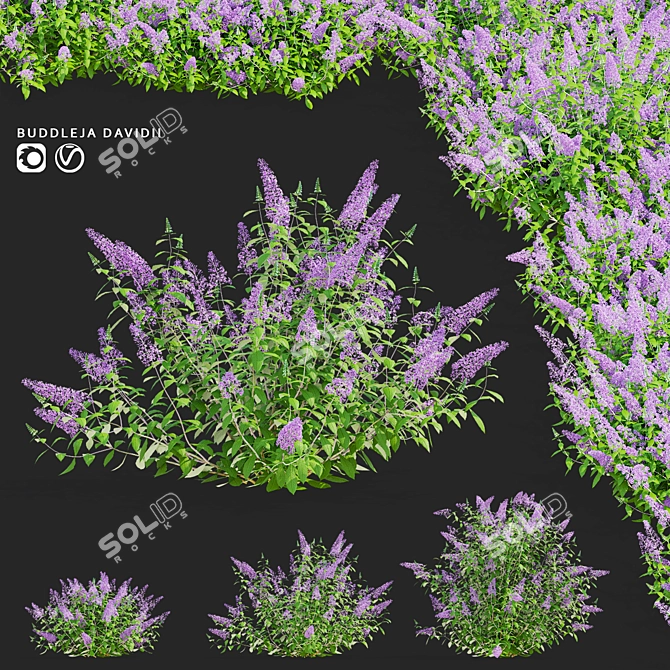 Buddleja davidii Bushes Collection 3D model image 1