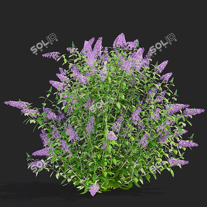 Buddleja davidii Bushes Collection 3D model image 2