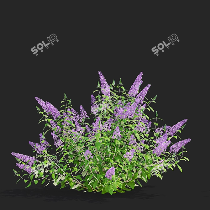 Buddleja davidii Bushes Collection 3D model image 3