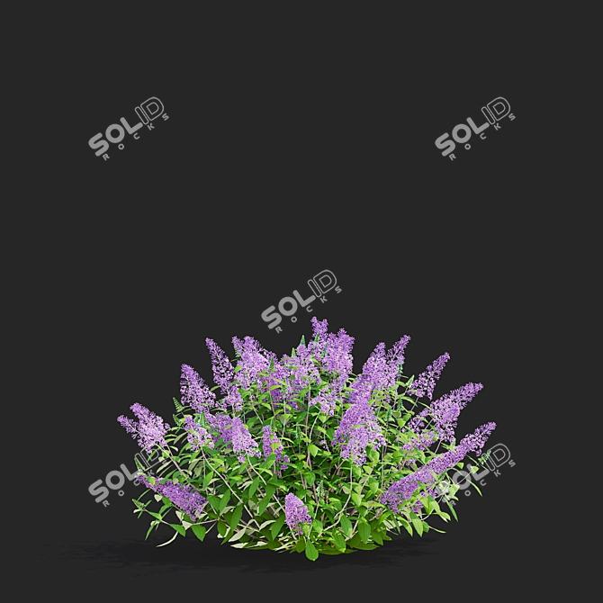 Buddleja davidii Bushes Collection 3D model image 4