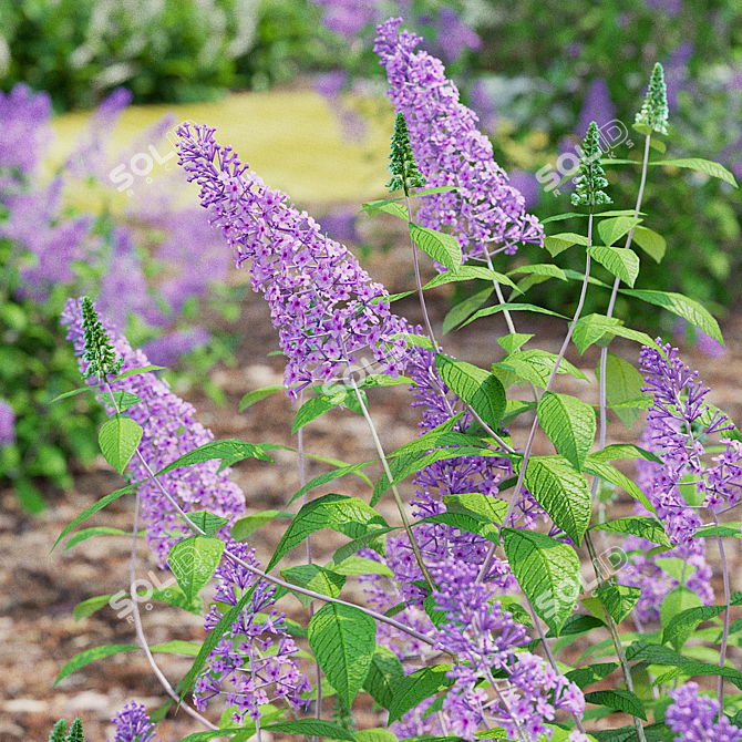 Buddleja davidii Bushes Collection 3D model image 6