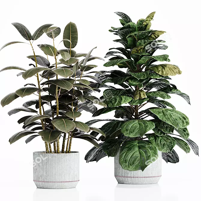 Exotic Indoor Plant Set 3D model image 2