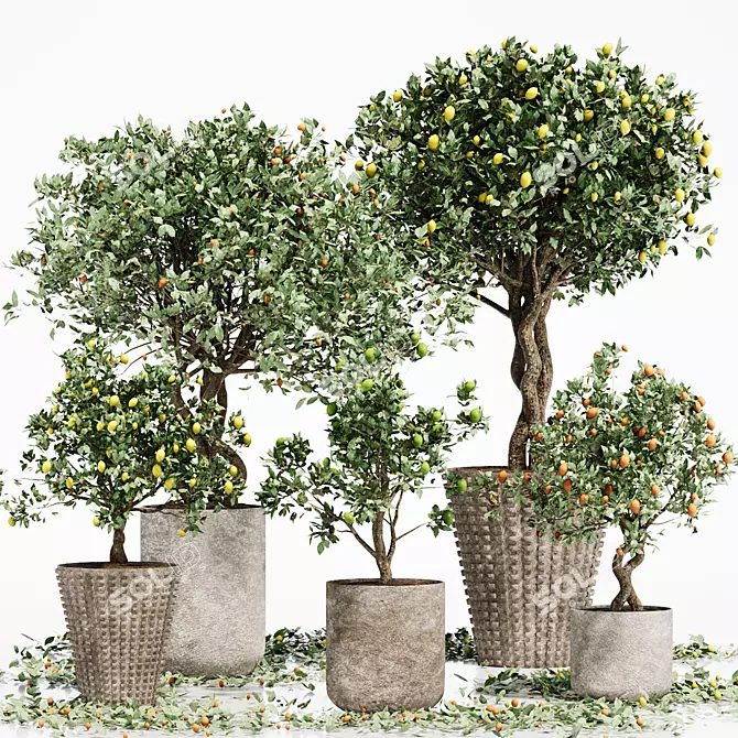 Tropical Indoor Citrus Tree Set 3D model image 1