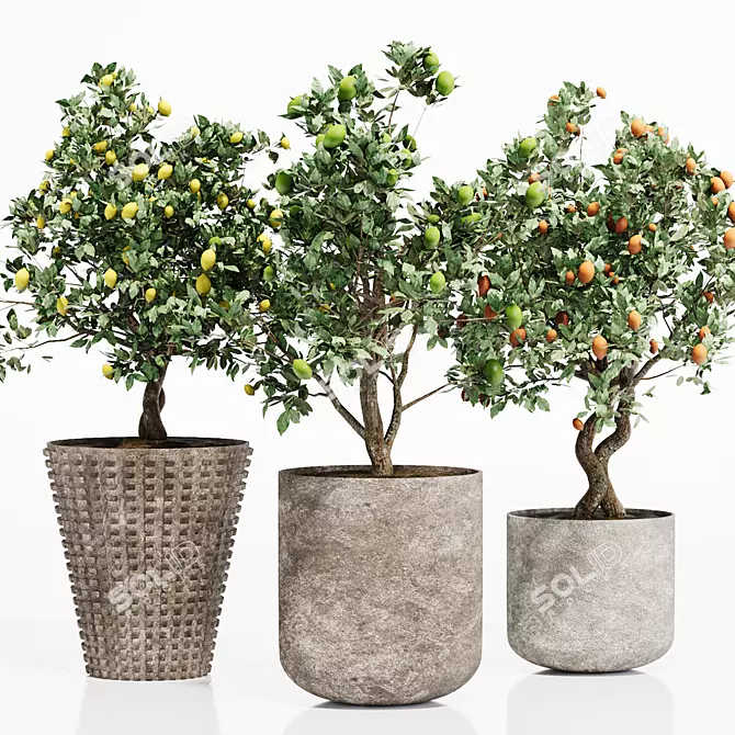 Tropical Indoor Citrus Tree Set 3D model image 3