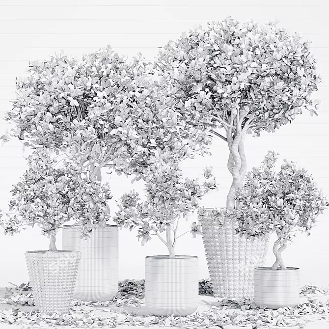 Tropical Indoor Citrus Tree Set 3D model image 5