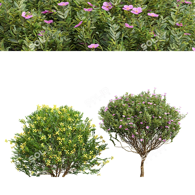 Zistrose & Coronilla 3D Flower Models 3D model image 1