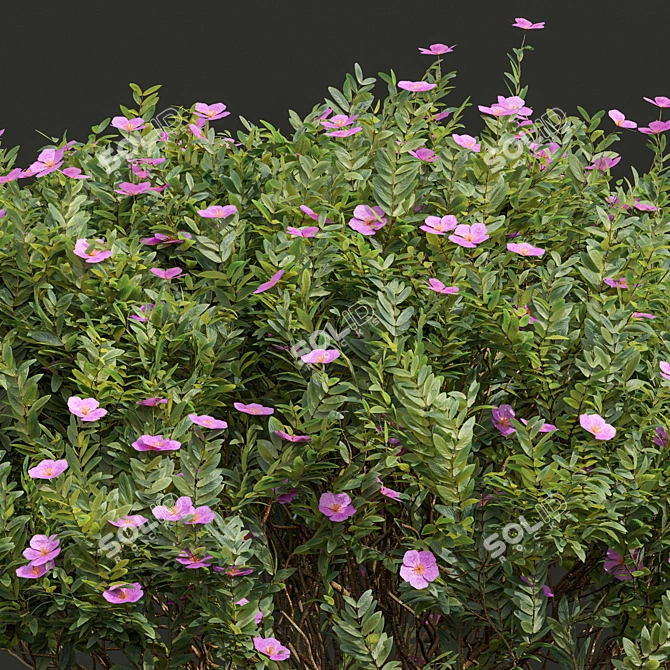 Zistrose & Coronilla 3D Flower Models 3D model image 2