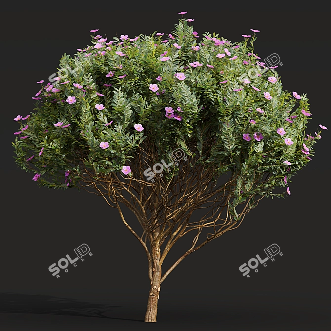Zistrose & Coronilla 3D Flower Models 3D model image 4