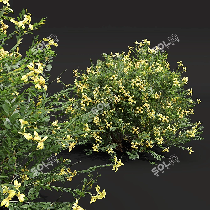 Zistrose & Coronilla 3D Flower Models 3D model image 5