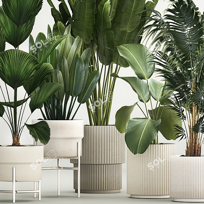 Tropical Plant Collection in Concrete Pots 3D model image 2