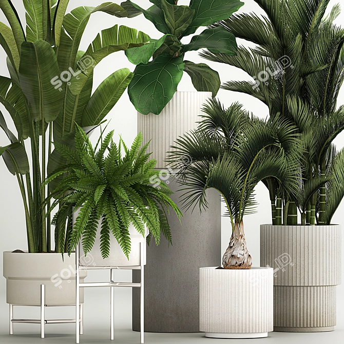 Tropical Plant Set in Concrete Pots 3D model image 2