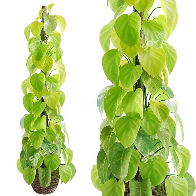 Epipremnum aureum 3D Model Display 3D model image 1