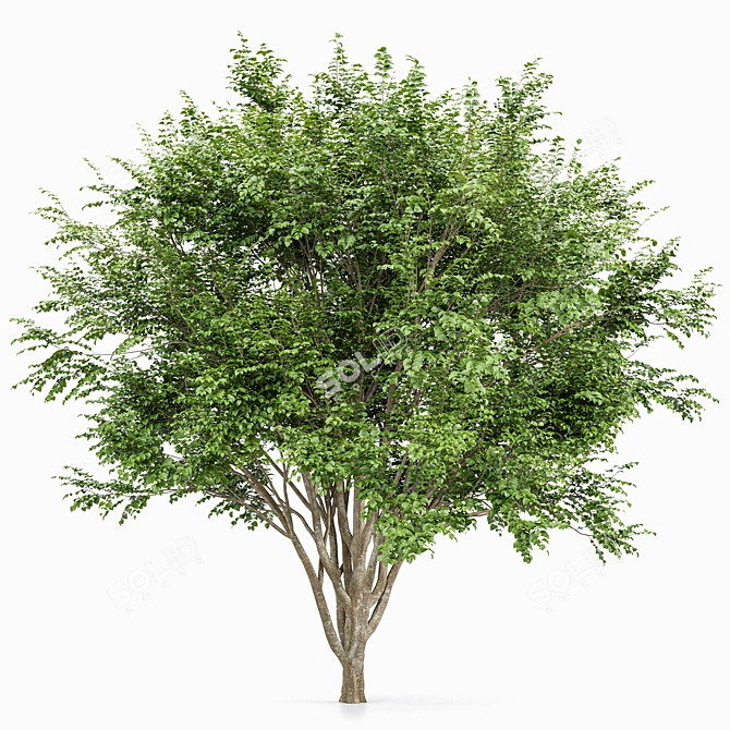 Premium European Beech Tree 3D Model 3D model image 3