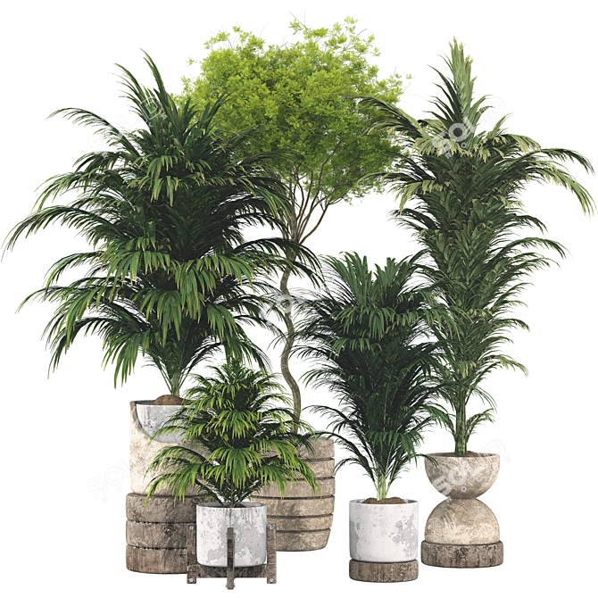 Botanical 3D Plant Collection: Areca Palm 3D model image 1