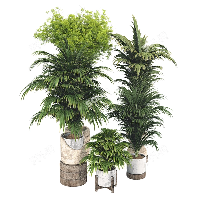 Botanical 3D Plant Collection: Areca Palm 3D model image 2