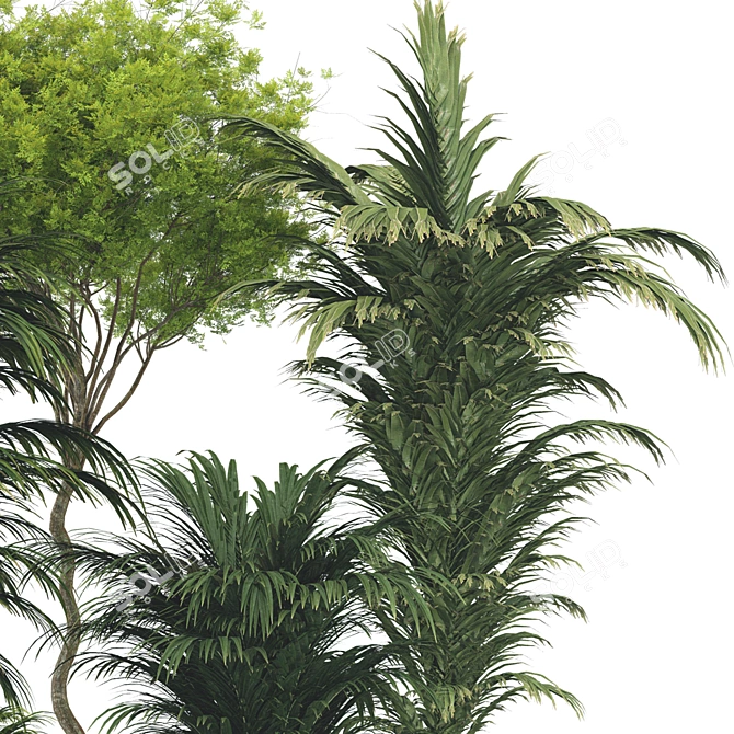 Botanical 3D Plant Collection: Areca Palm 3D model image 3