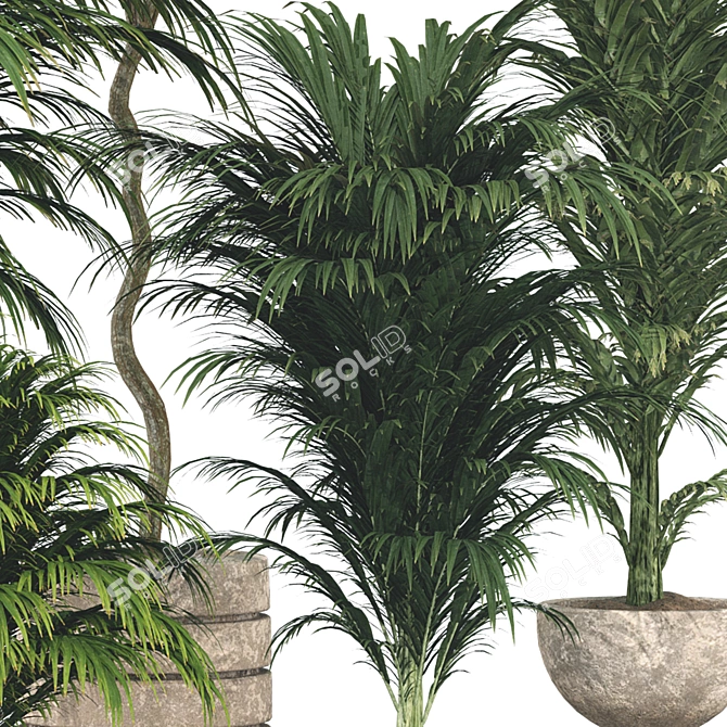 Botanical 3D Plant Collection: Areca Palm 3D model image 4