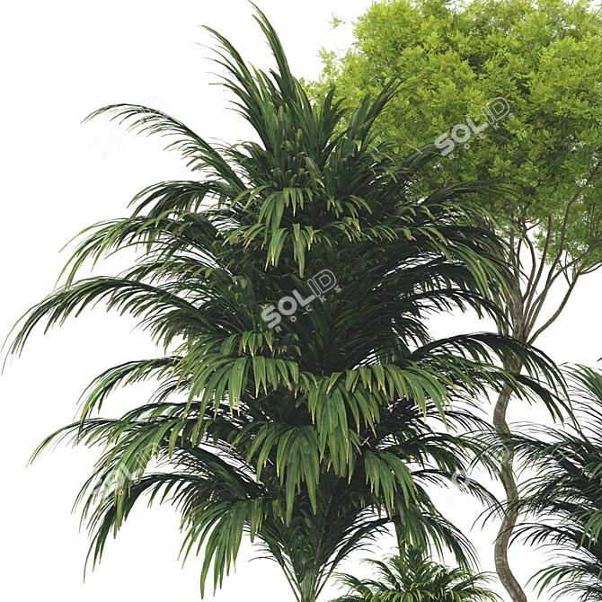 Botanical 3D Plant Collection: Areca Palm 3D model image 5