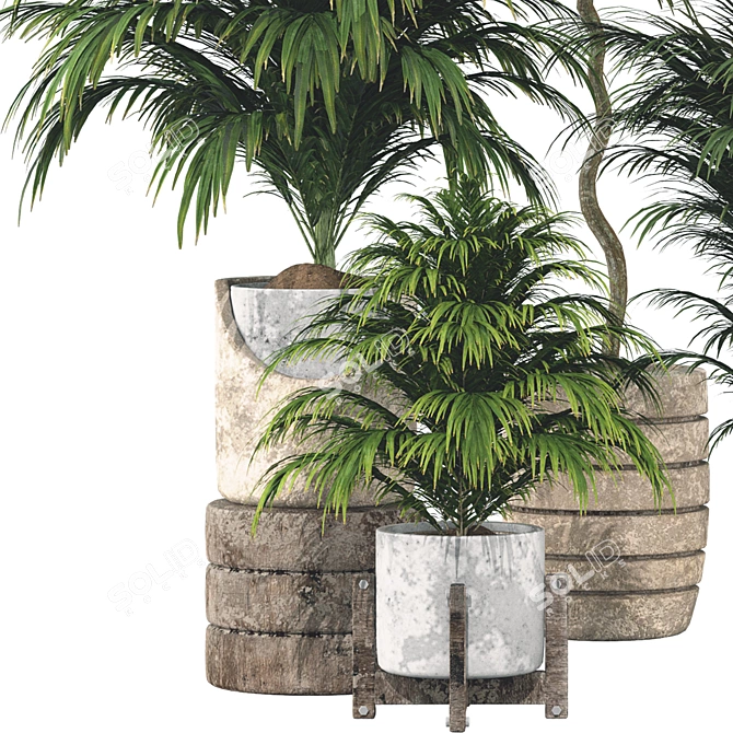 Botanical 3D Plant Collection: Areca Palm 3D model image 6