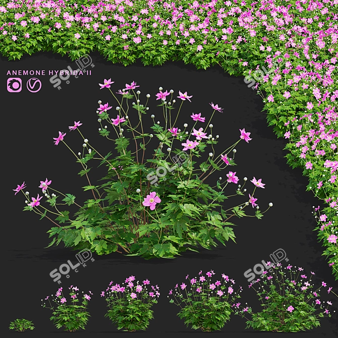 Hybrid Anemone Bush Collection 3D model image 1