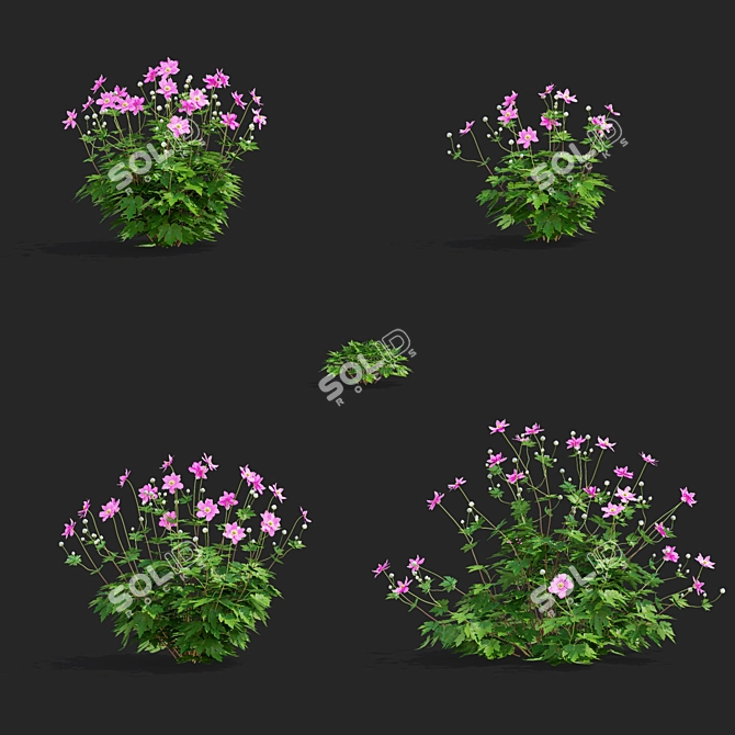 Hybrid Anemone Bush Collection 3D model image 2