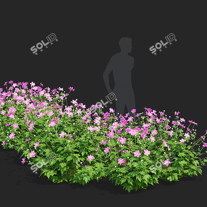 Hybrid Anemone Bush Collection 3D model image 3