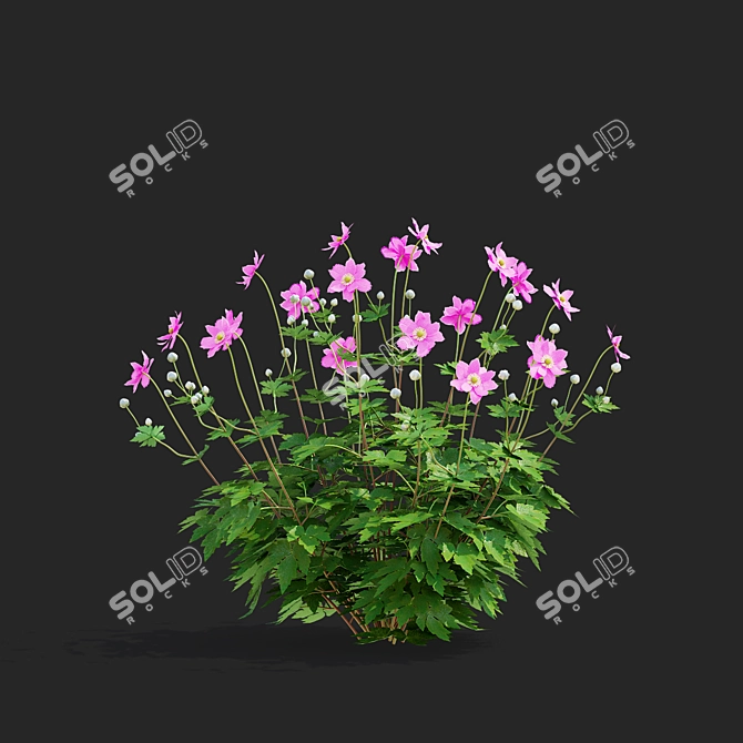 Hybrid Anemone Bush Collection 3D model image 5