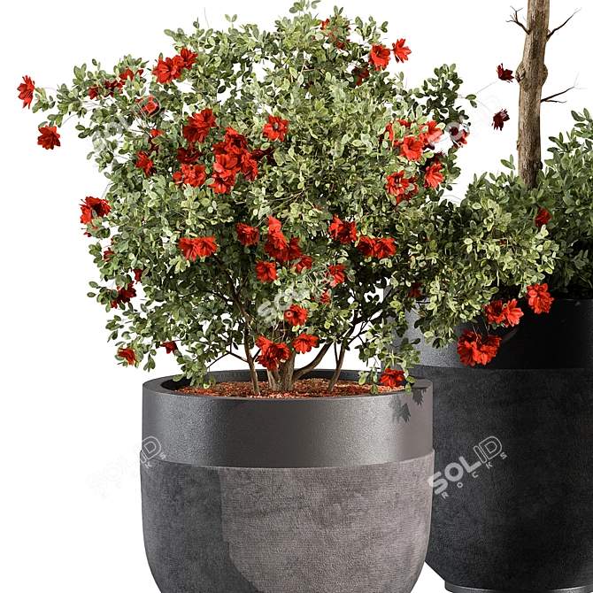 Blossoming Blossom Indoor Greenery 3D model image 4