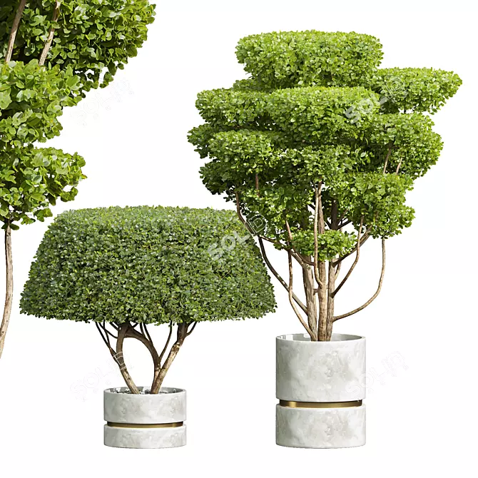 Concinna Bonsai Set, 3D Models 3D model image 2